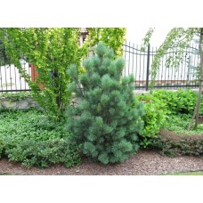 Сосна "Sylvestris Watereri"